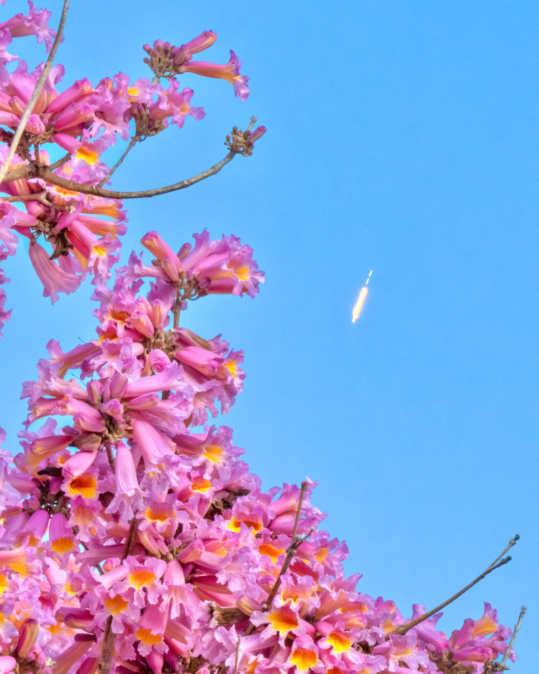 Tabebuia Launch