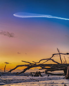 Boneyard Jellyfish