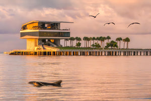 Dolphins and the St. Pete Pier