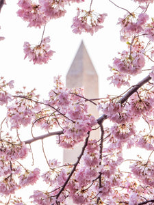 Blossoms and Washington
