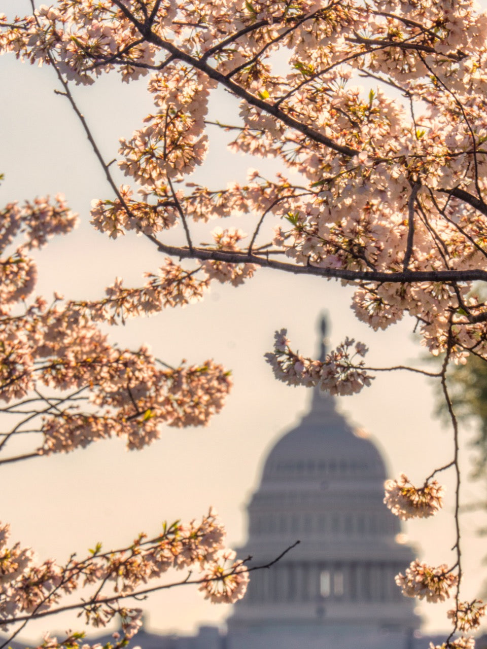 The Capitol in The Capital
