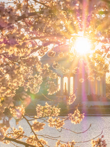 Jefferson Memorial & Sunburst