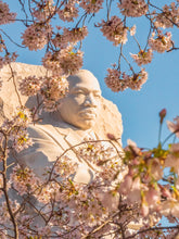 Load image into Gallery viewer, MLK Viewing Cherry Blossoms

