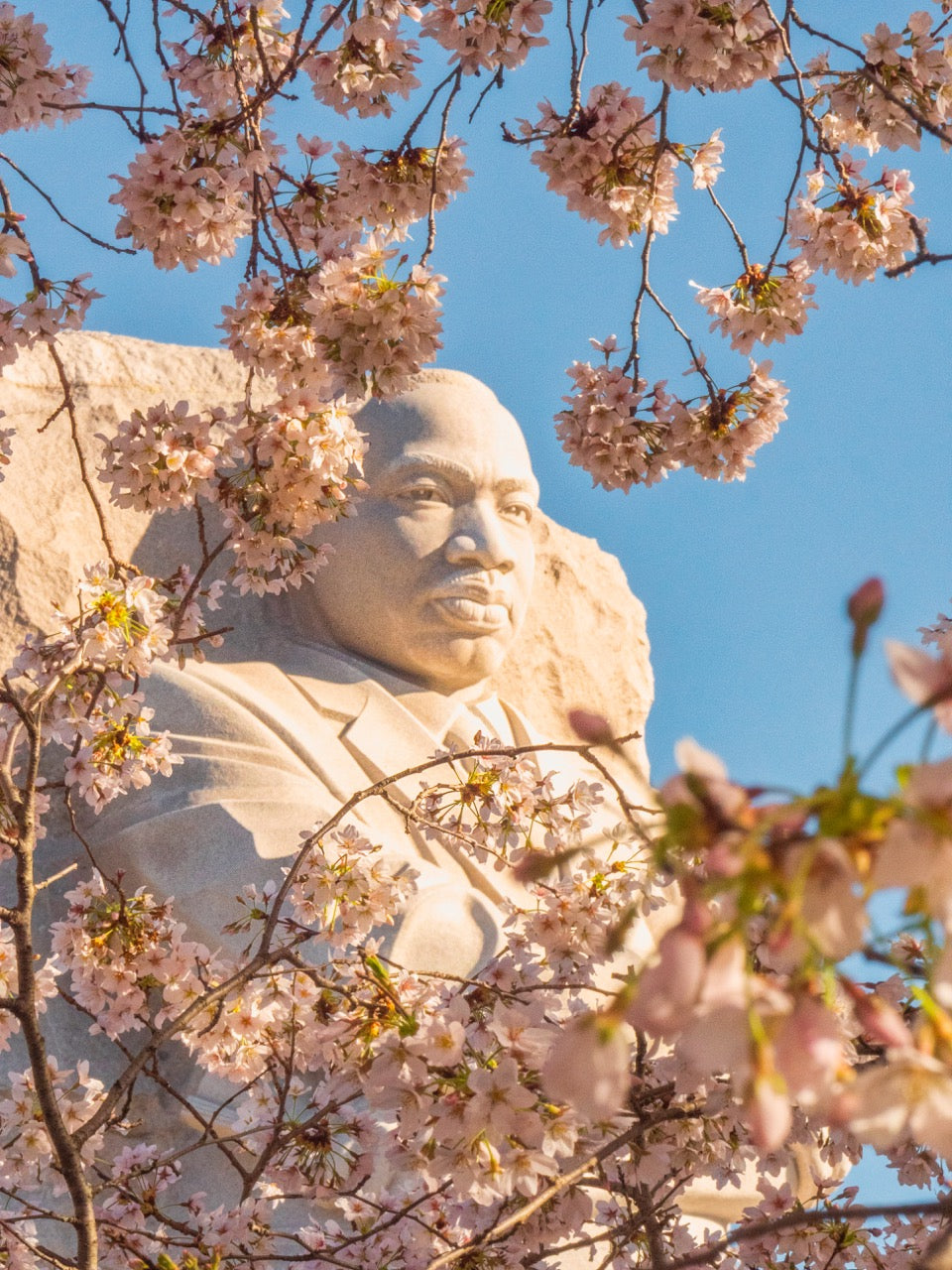 MLK Viewing Cherry Blossoms