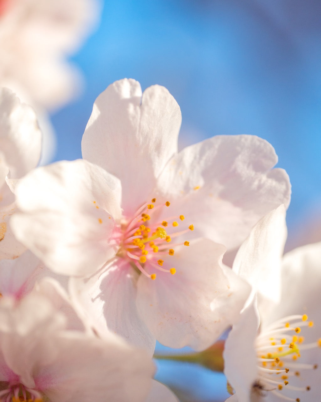Solitary White Cherry Blossom