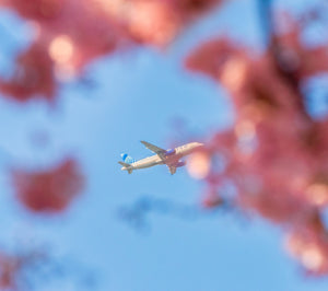 United Airlines Flight Through the Blossoms