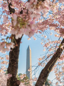 Through the Tress to the Monument